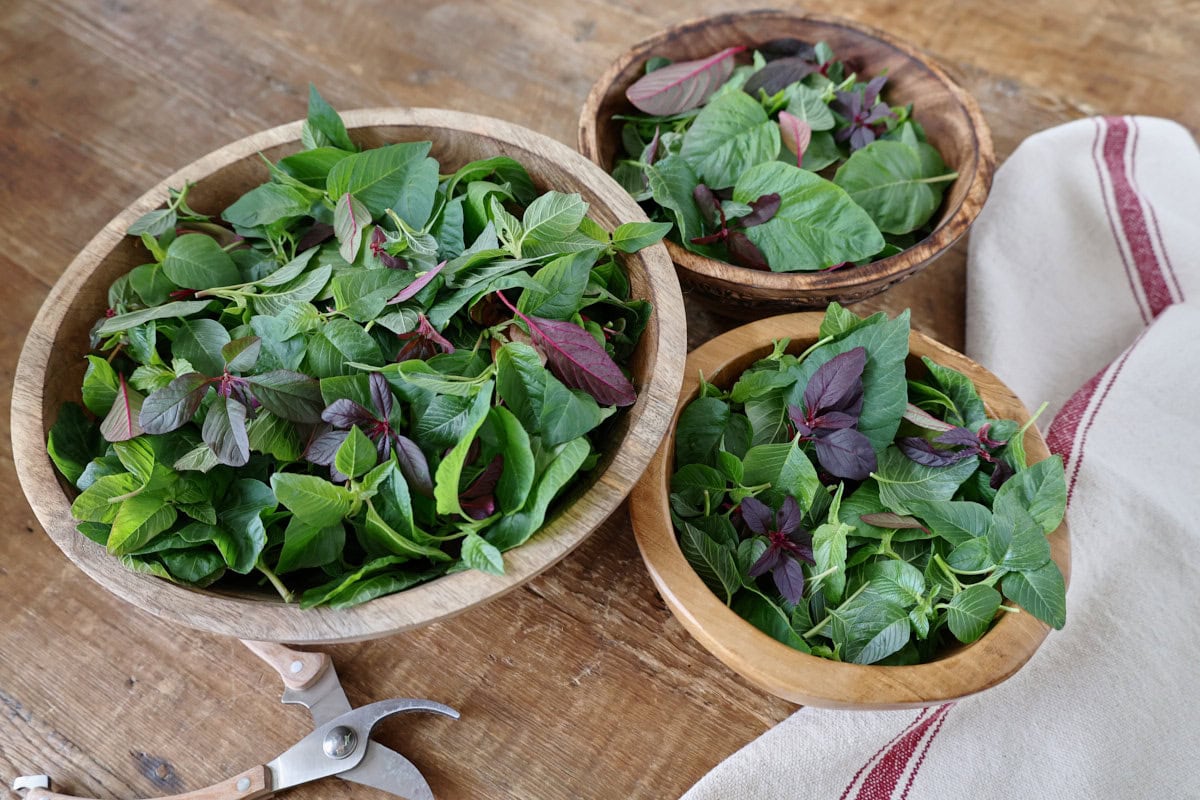 freshly-harvested amaranth leaves in 3 wooden bowls with a kitchen towel and pruning shears