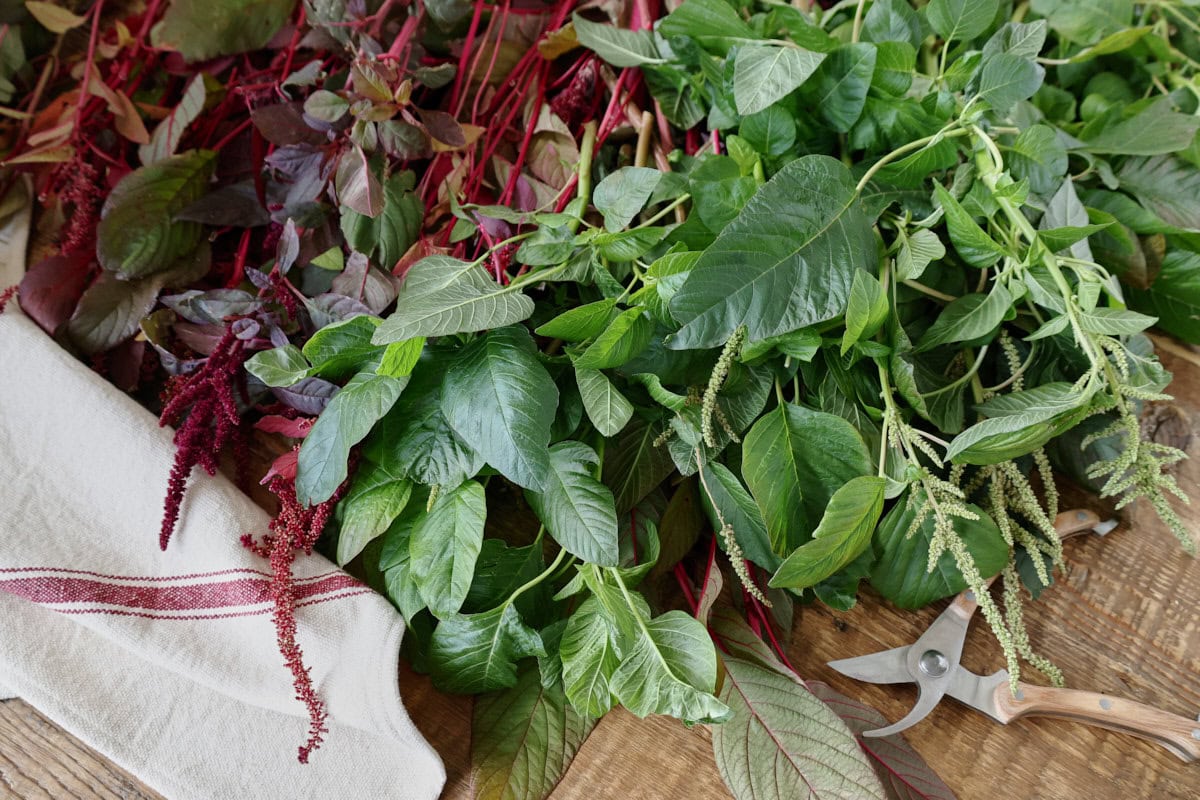 harvested amaranth plants on a table with a kitchen towel and pruning shears
