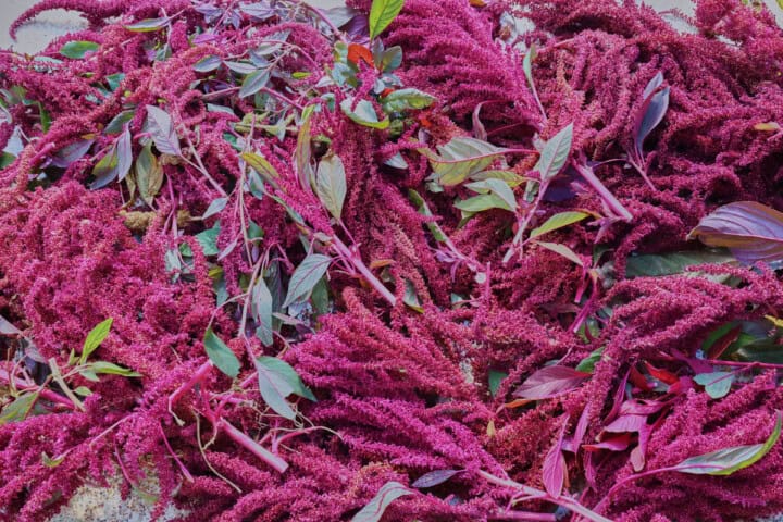 amaranth tops and some leaves, spread out for drying