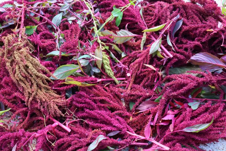 amaranth plant tops with some leaves, spread out for drying