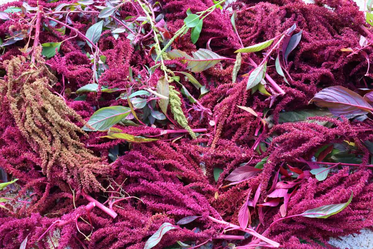 amaranth plant tops with some leaves, spread out for drying