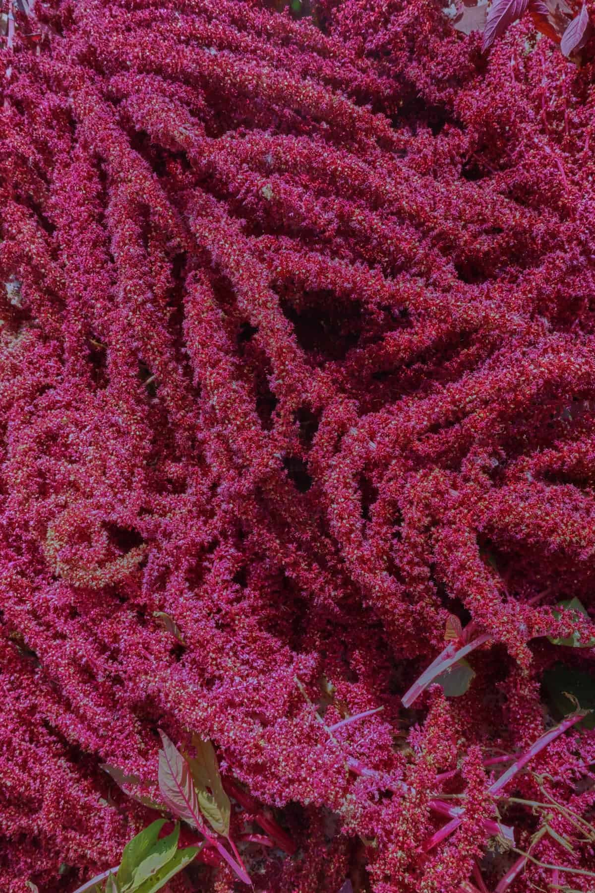harvested amaranth plant tops, spread out for drying