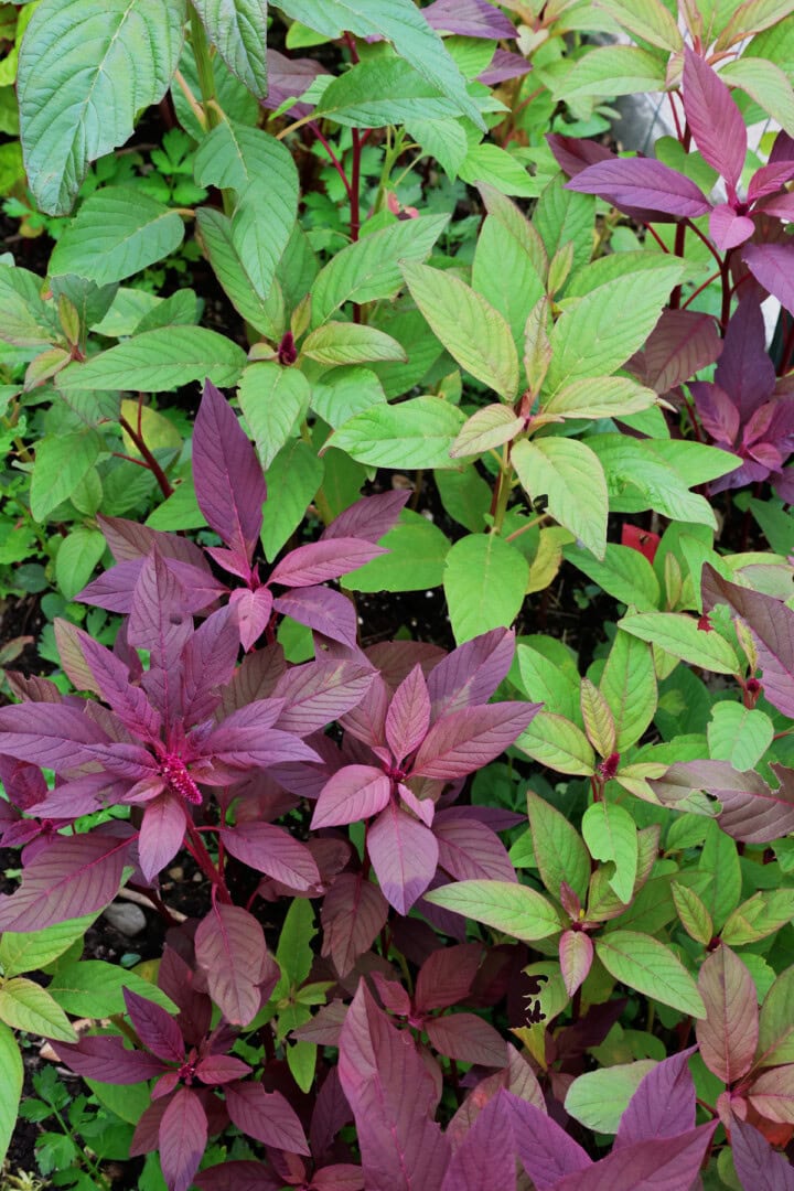 a multicolored variety of amaranth plants growing in a garden