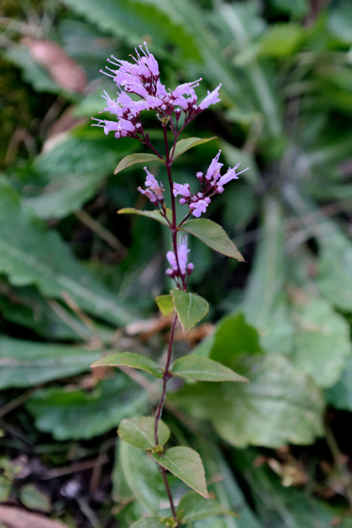 a flowering american dittany plant growing in a garden