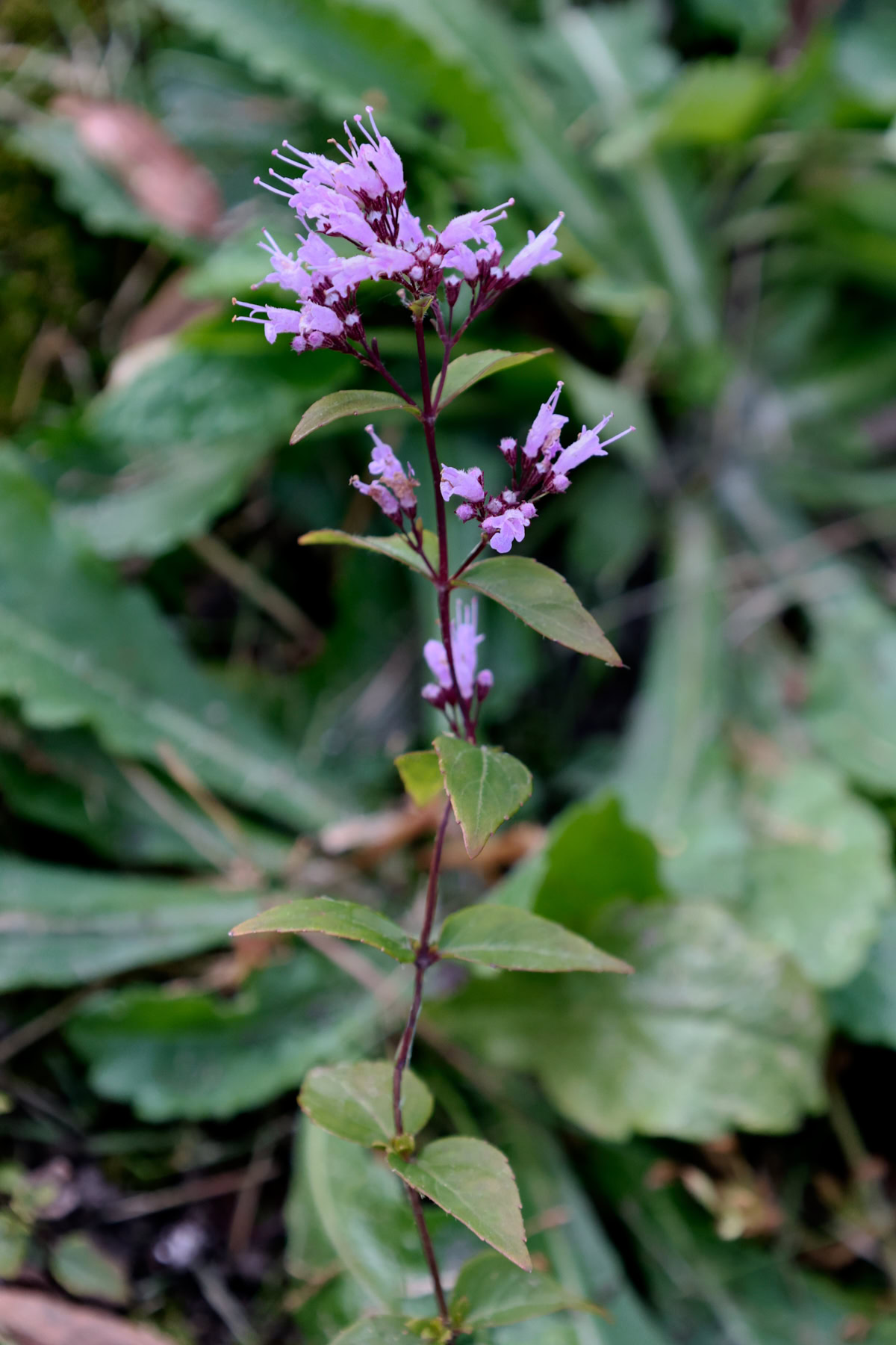 a flowering american dittany plant growing in a garden