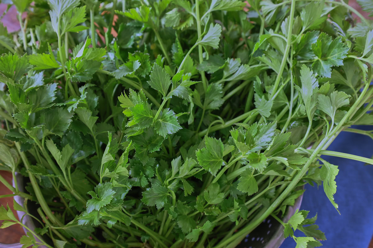 freshly-harvested amsterdam cutting celery leaves and stems in a colander with a napkin alongside