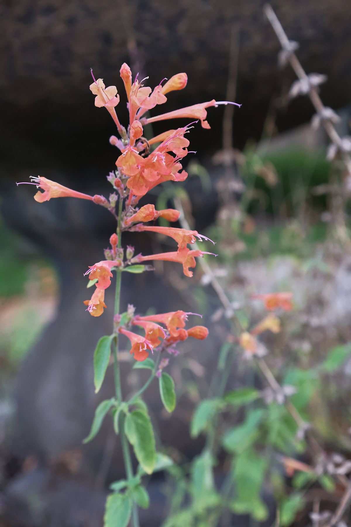 flowering apricot sprite agastache plants growing in a garden