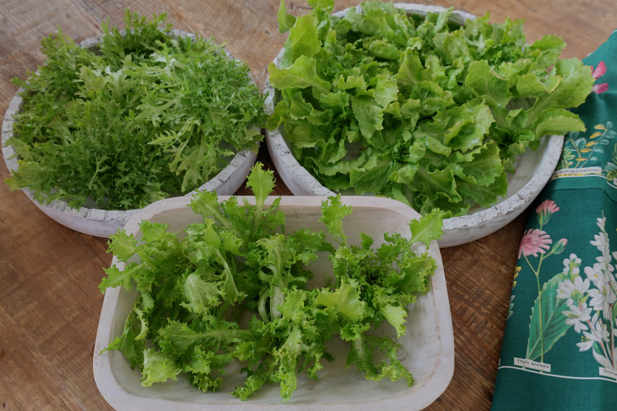 freshly-harvested endive plants in bowls with an apron alongside