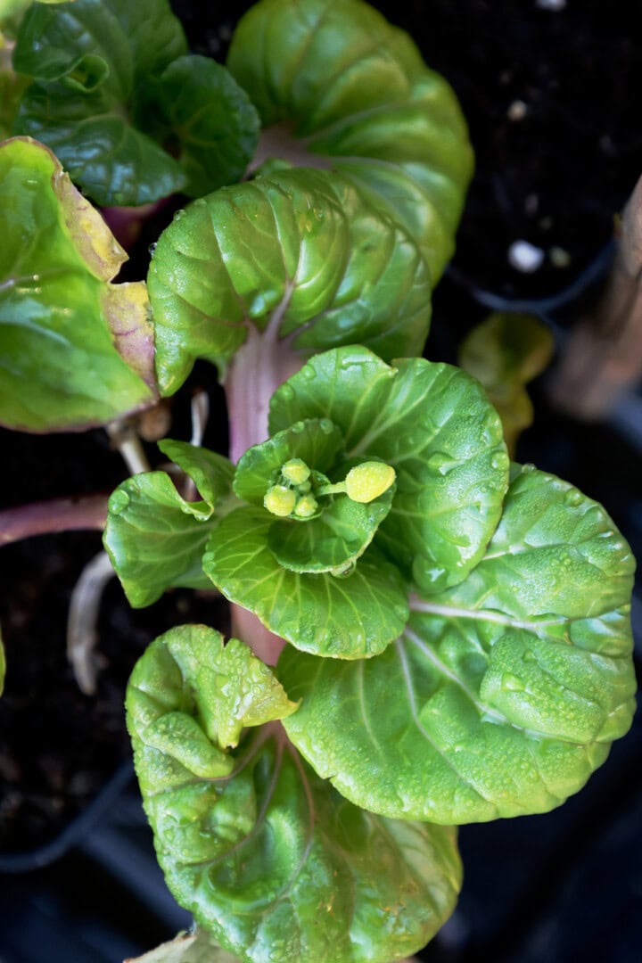 bok choy seedlings in nursery trays