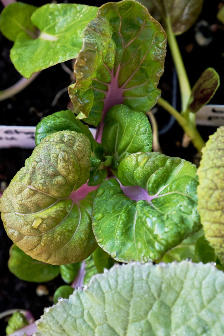 bok choy seedlings in nursery trays
