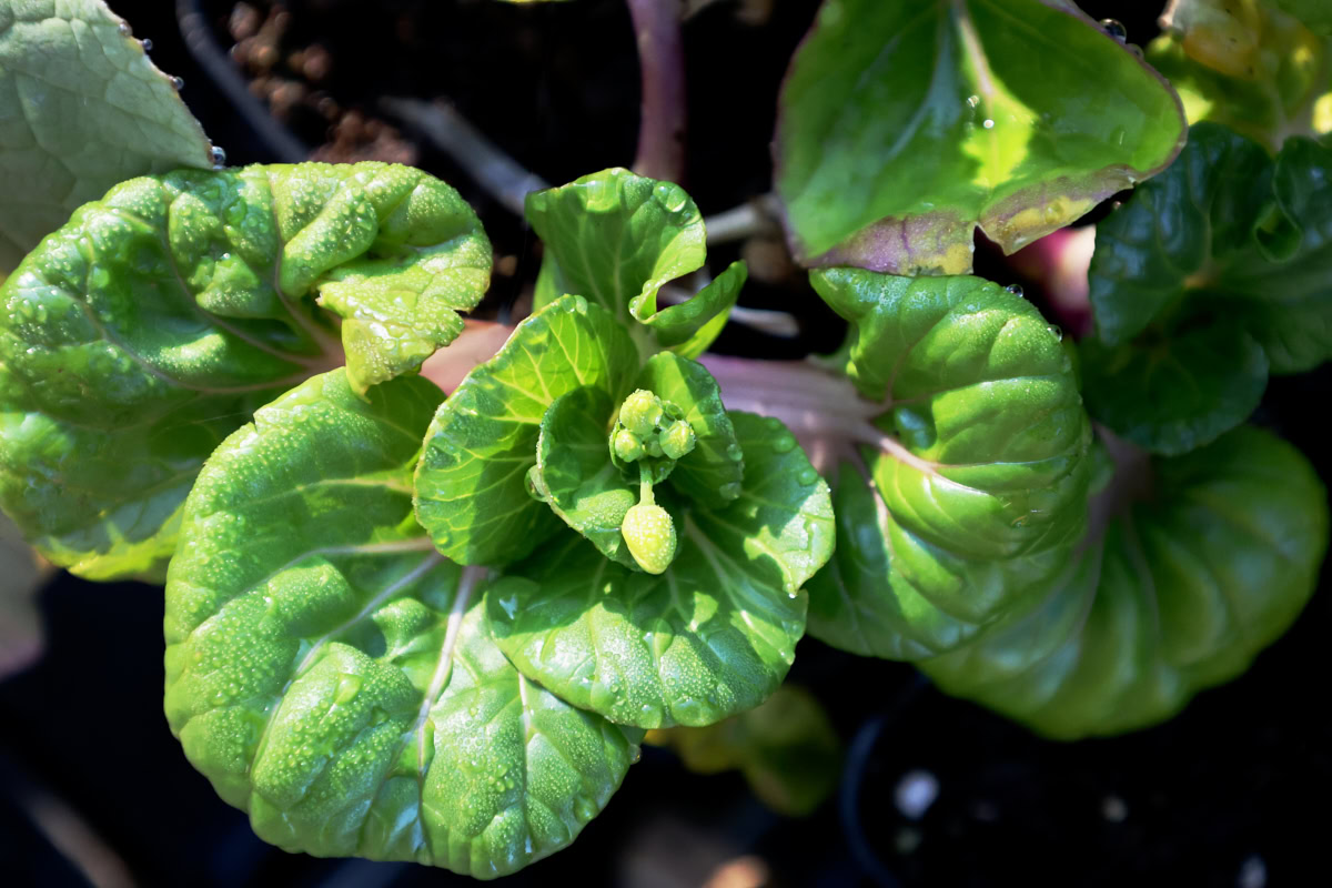 bok choy seedlings in nursery trays