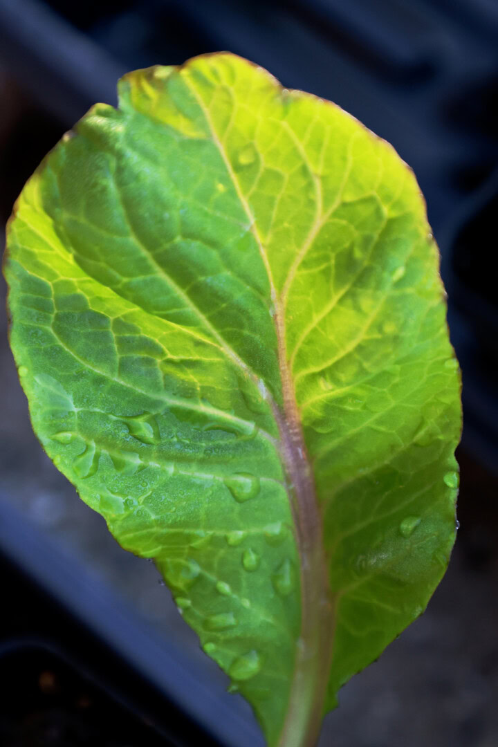 bok choy seedlings in nursery trays