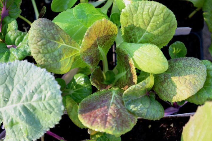 bok choy seedlings in nursery trays