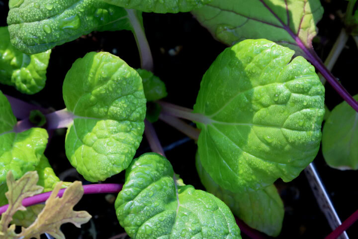 bok choy seedlings in nursery trays