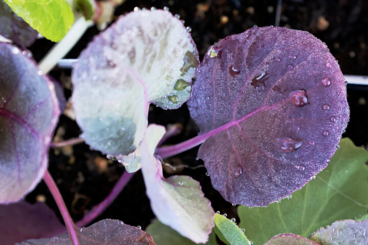 brussels sprouts seedlings in nursery trays