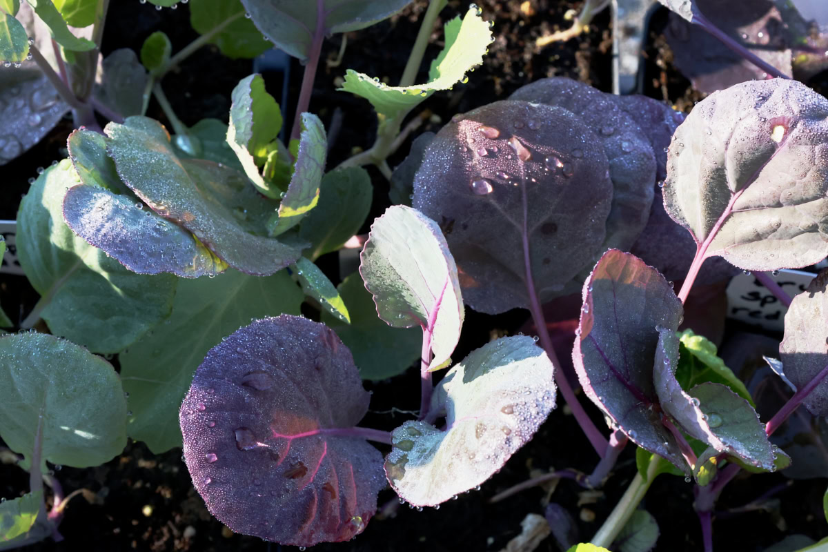 brussels sprout seedlings in nursery trays