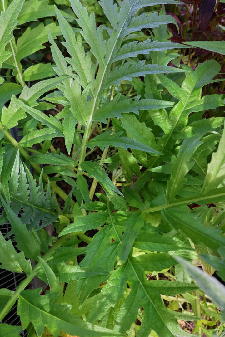 gobbo di nizzia cardoon plants growing in a garden