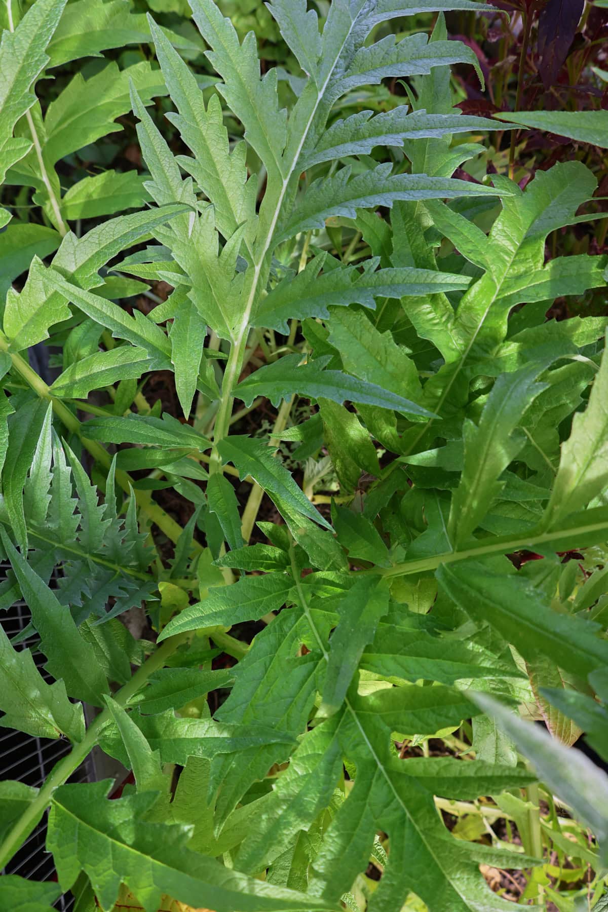 gobbo di nizzia cardoon plants growing in a garden