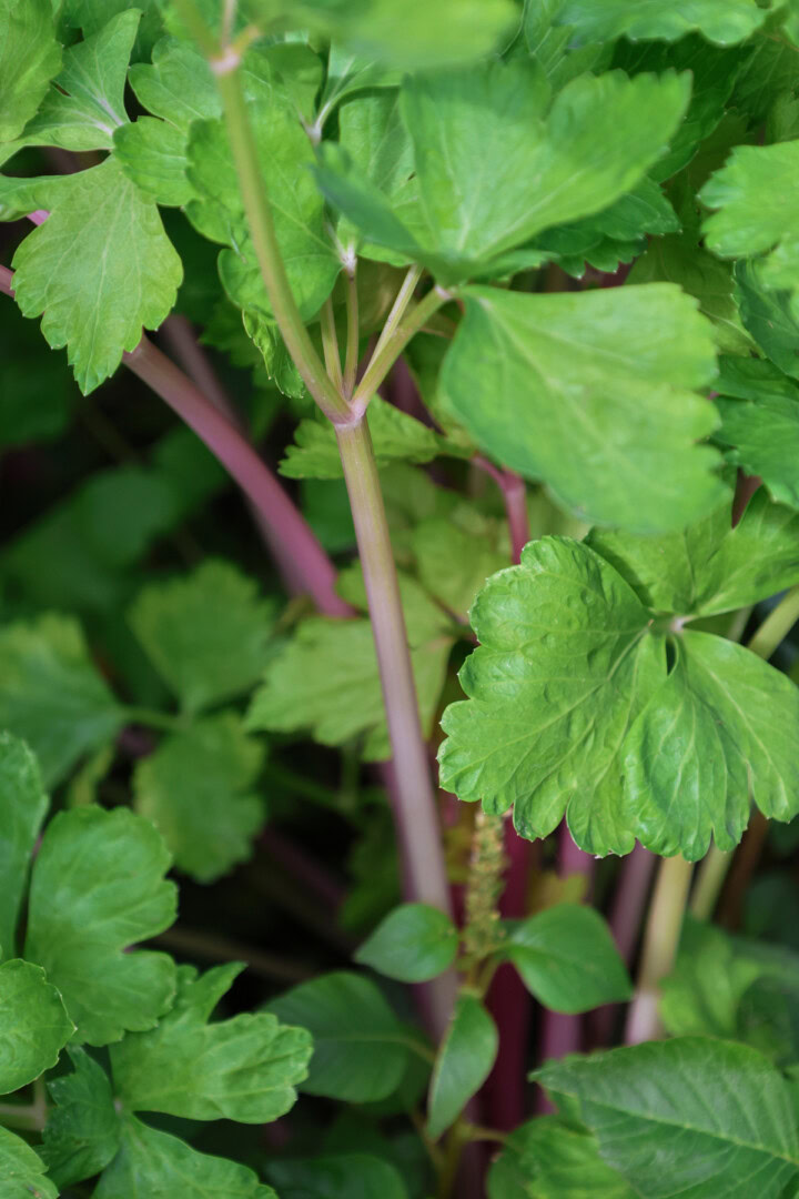 chinease pink celery plants growing in a garden