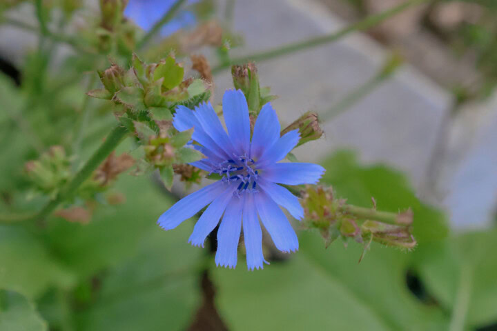 a flowering chicory plant growing in a garden