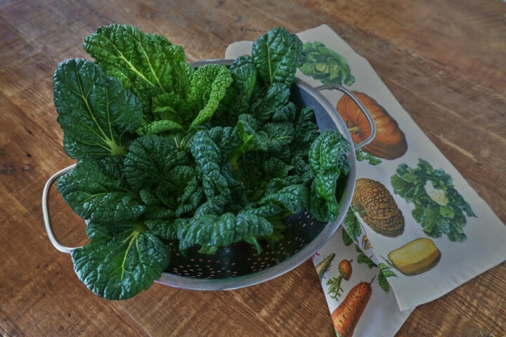 freshly-harvested chijimisai in a colander with a kitchen table alongside