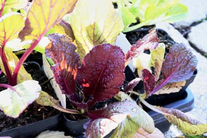 chinese cabbage and choy sum seedlings in nursery trays