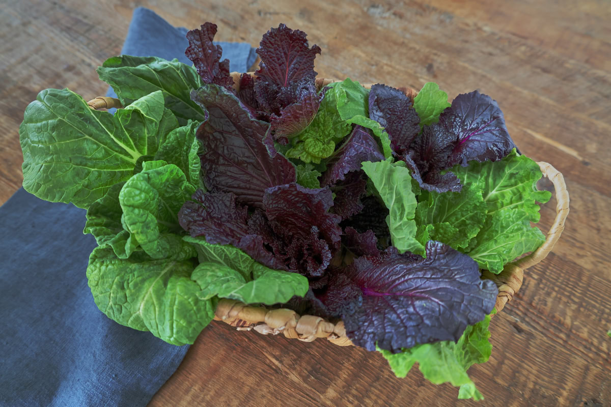 freshly-harvested chinese giant leaf, japanese giant red, and misome choho hybrid mustard greens in a basket with a napkin alongside