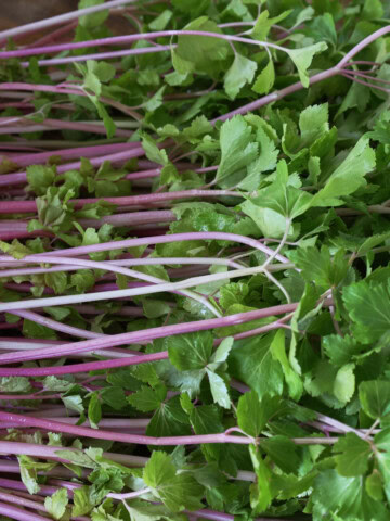 freshly picked Chinese pink celery stems and leaves on a table