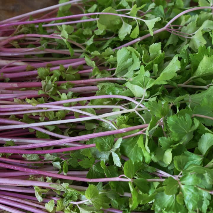 freshly picked Chinese pink celery stems and leaves on a table