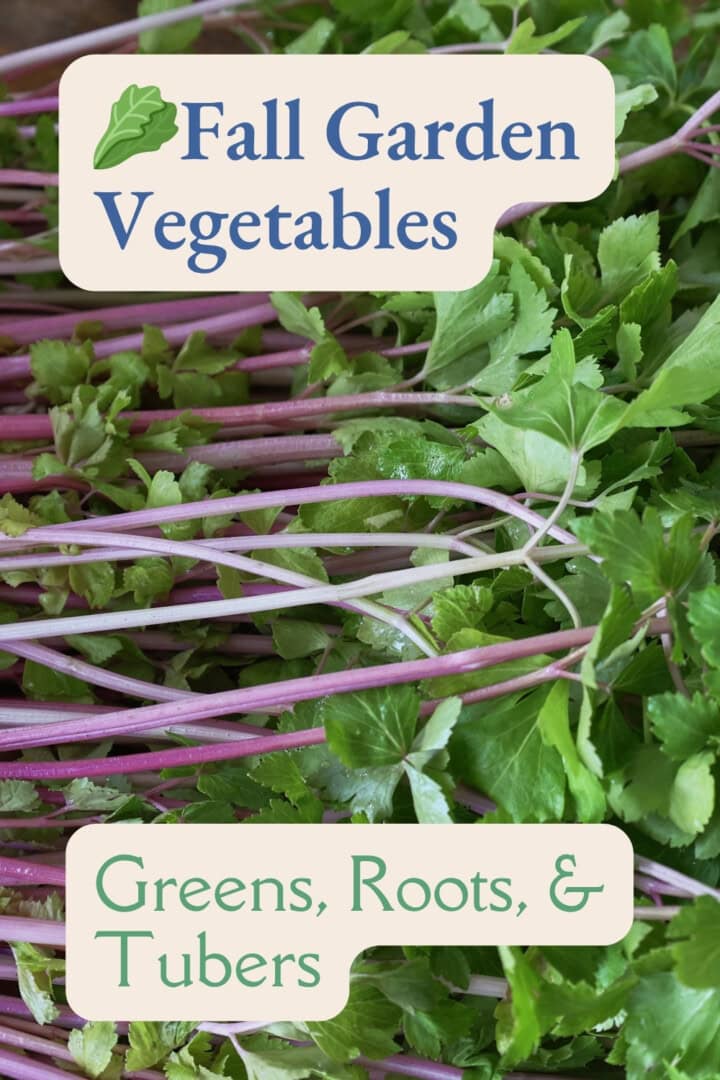 a labeled photo of freshly picked Chinese pink celery stems and leaves