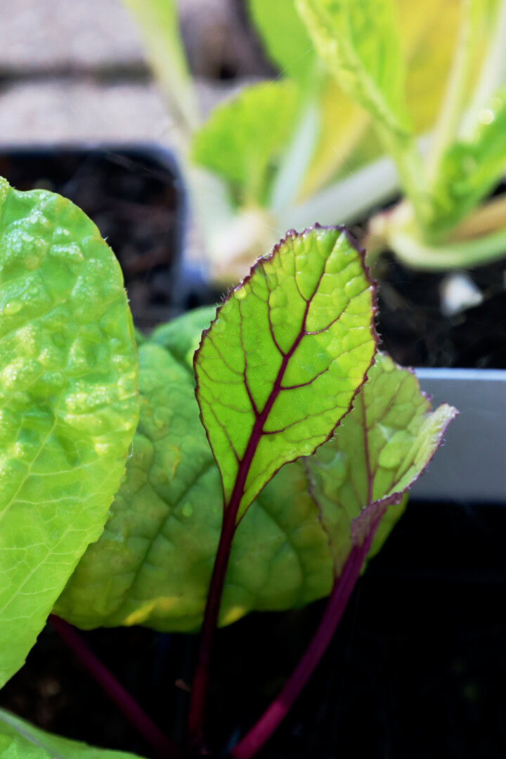 choy sum seedlings in nursery trays