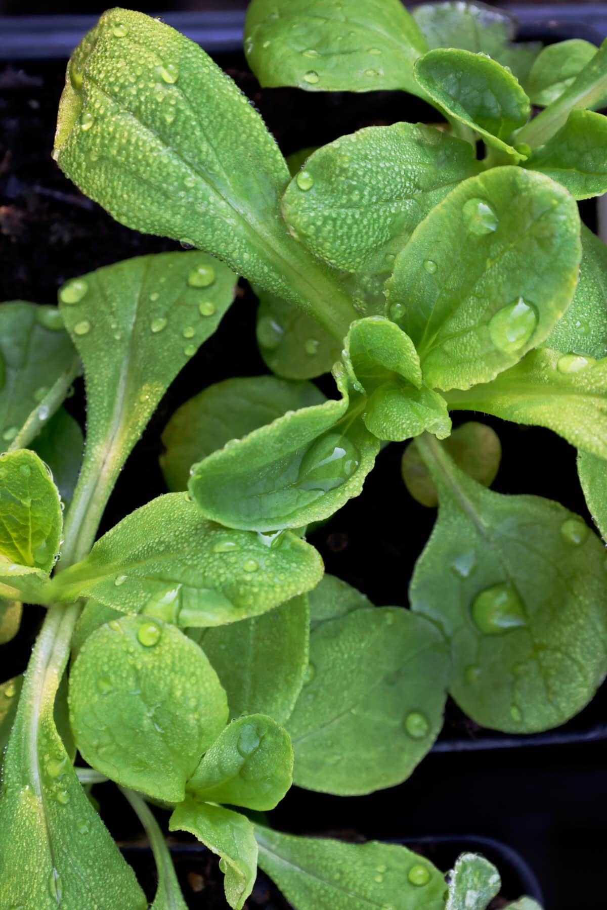 mache seedlings growing in nursery trays
