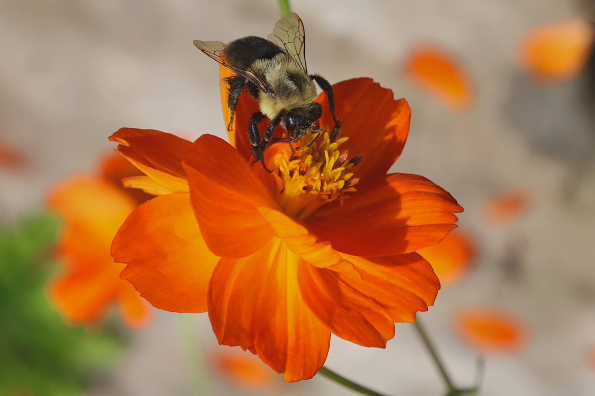 a bumblebee on a cosmos flower
