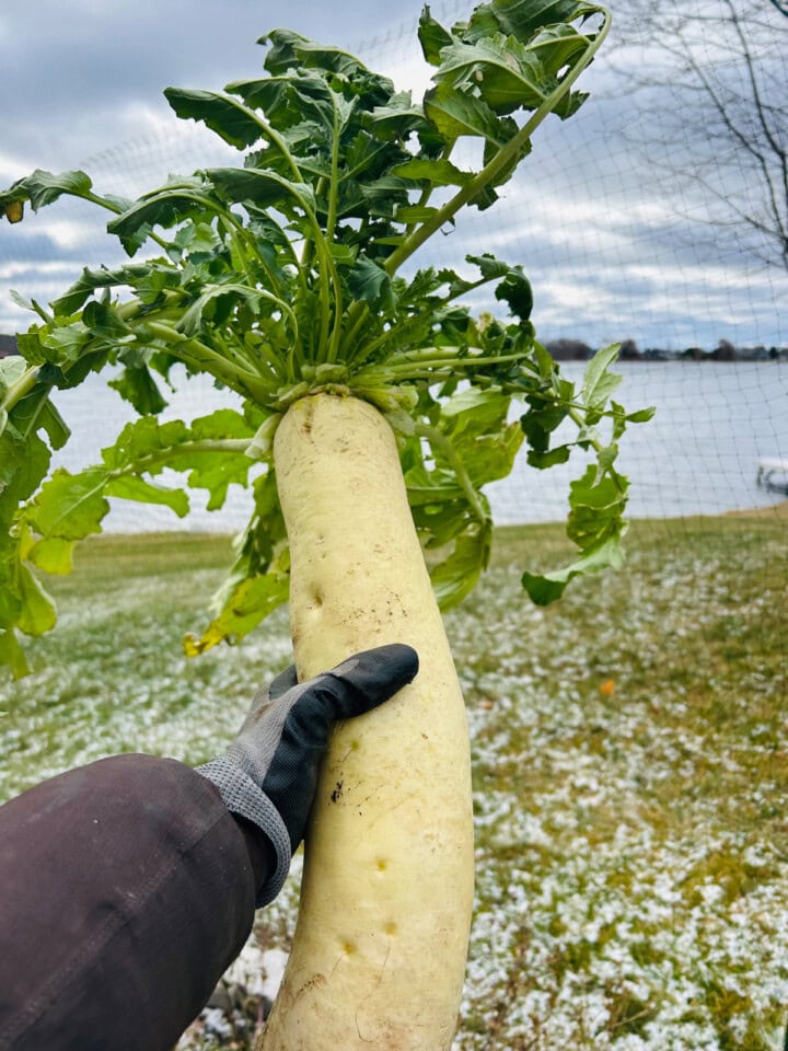 a huge daikon radish, held up above a garden by a gloved hand and an arm in a winter coat