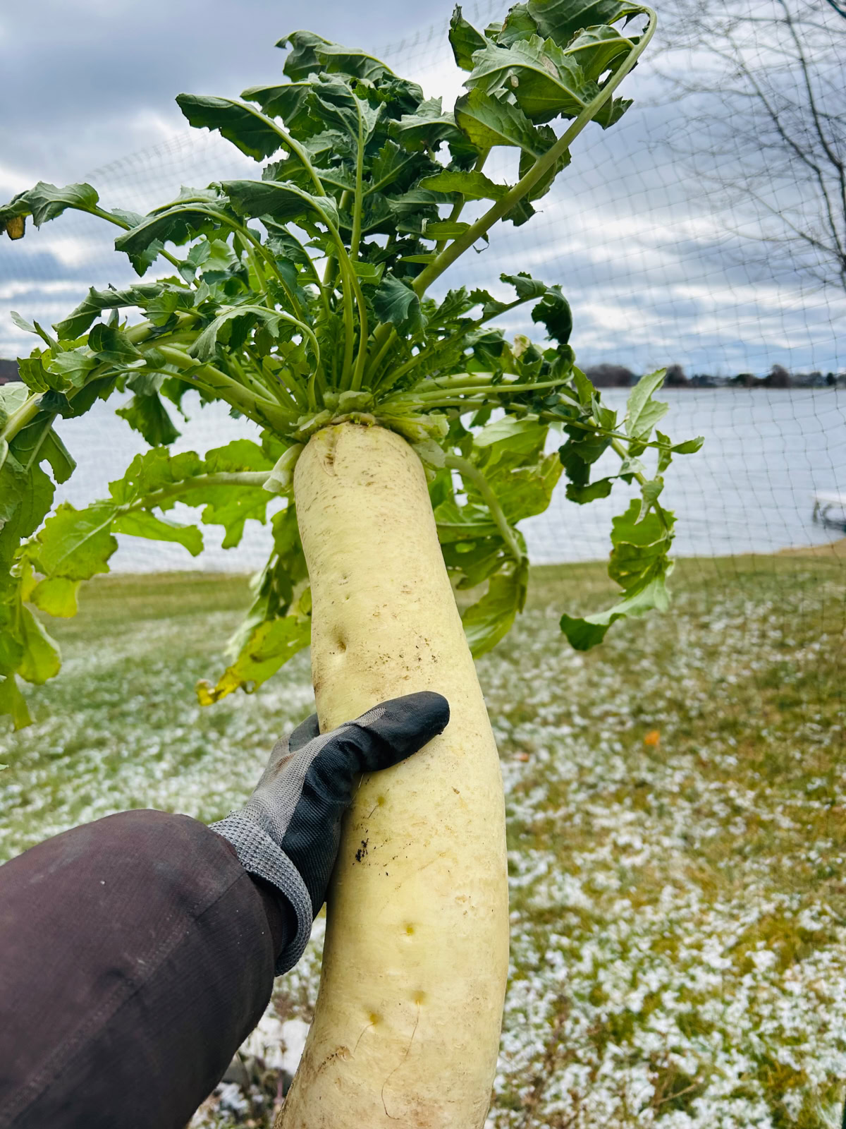 a huge daikon radish, held up above a garden by a gloved hand and an arm in a winter coat