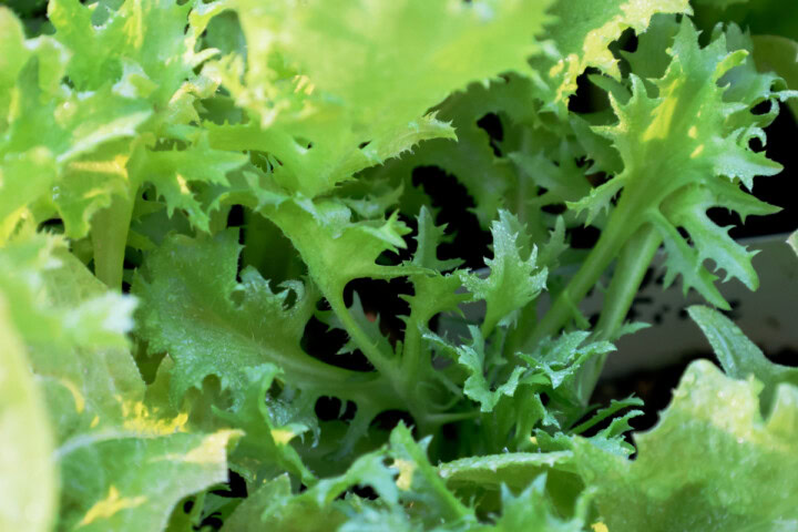 endive plants in nursery trays