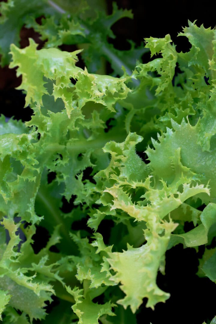 endive plants growing in a garden
