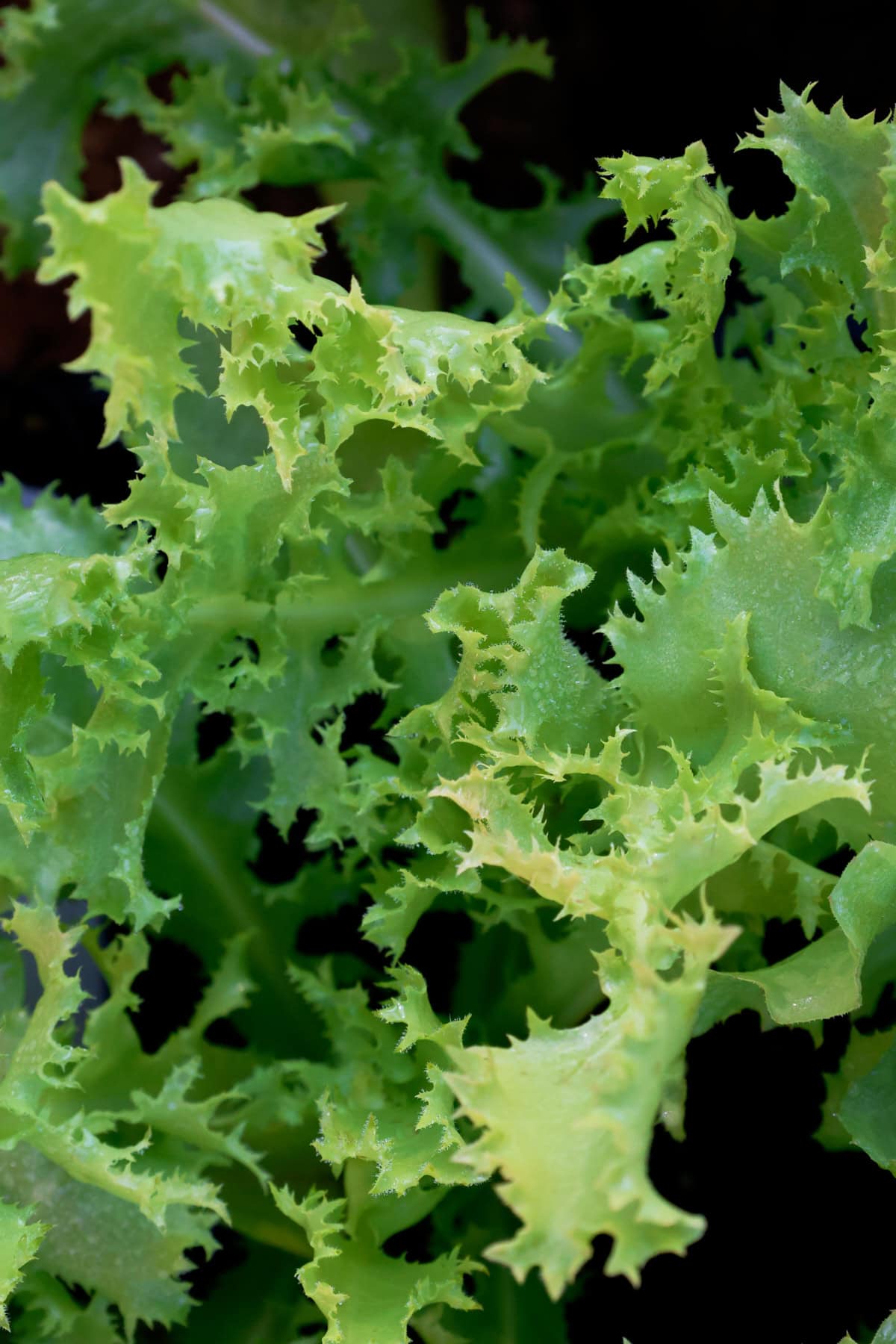 endive plants growing in a garden