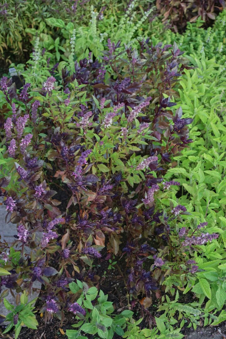 flowering basil plants growing in an herb garden