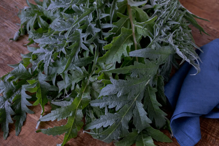 freshly-harvested gobbo di nizzia cardoon leaves with a napkin alongside