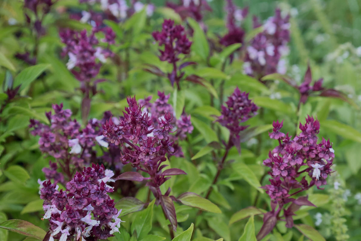 flowering golden mountain sweet thai basil plants growing in a garden