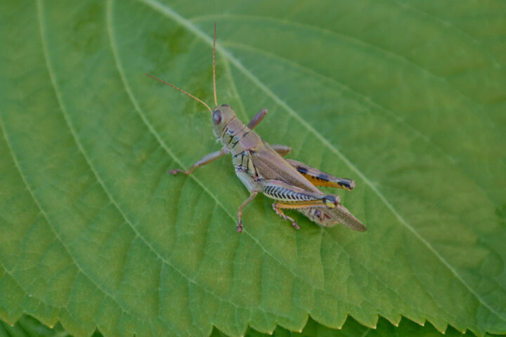 a grasshopper on a korean shiso leaf