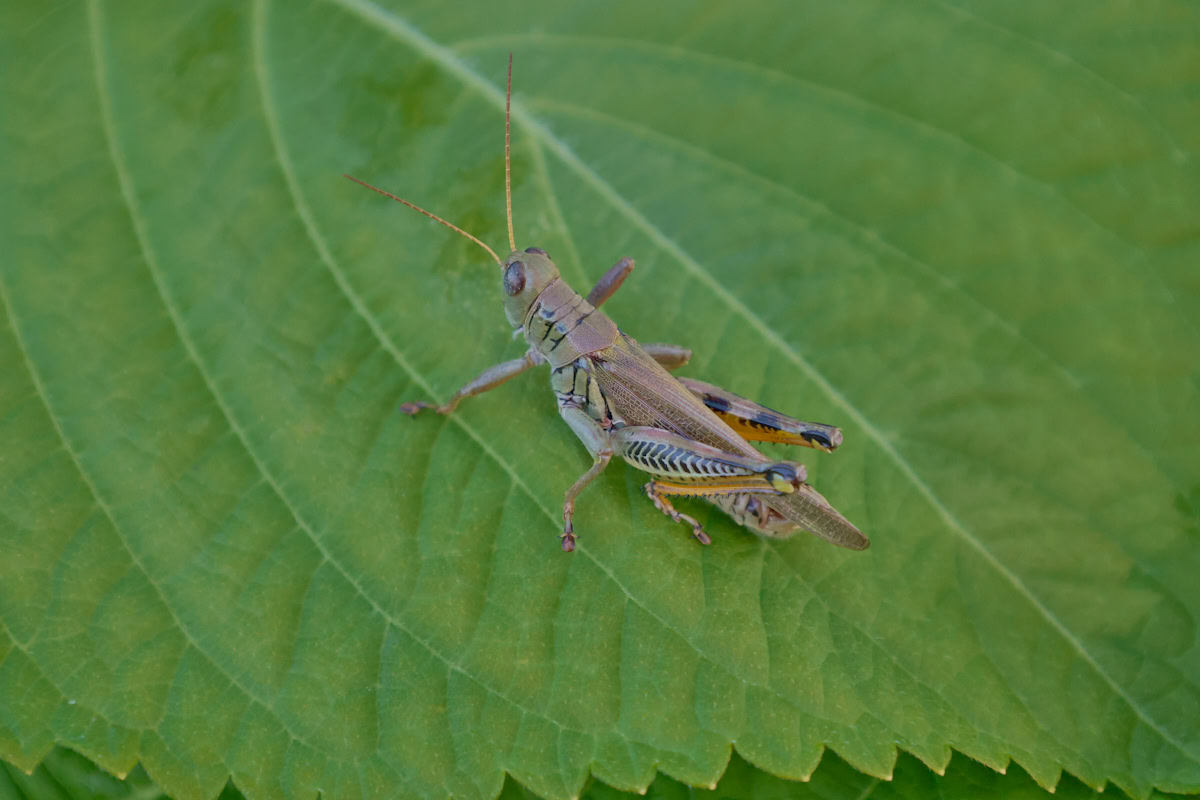 a grasshopper on a korean shiso leaf