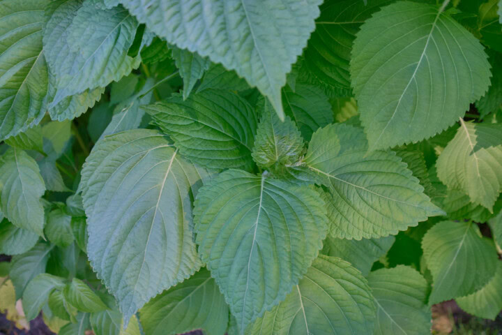 korean shiso plants growing in a garden