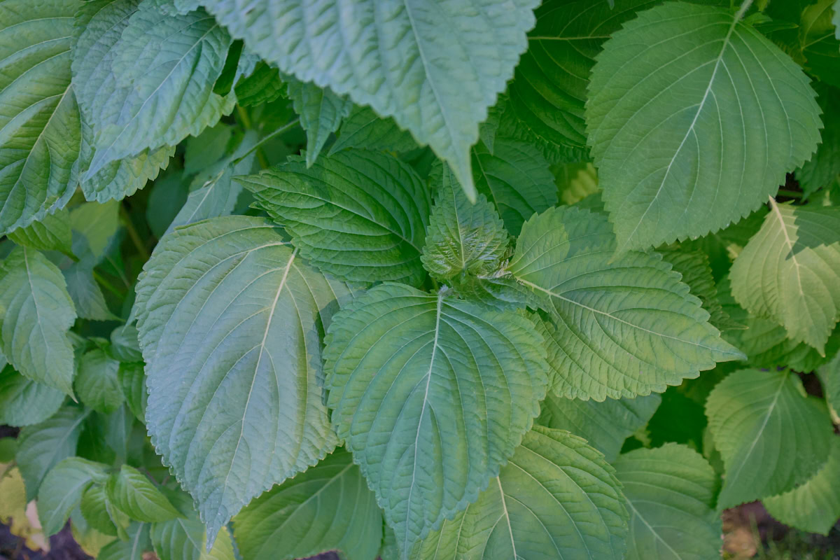 korean shiso plants growing in a garden