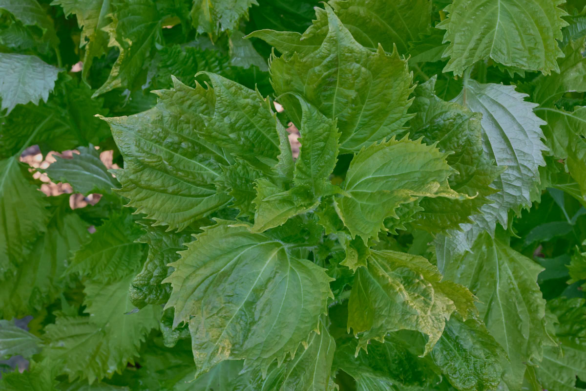 green shiso plants growing in a garden