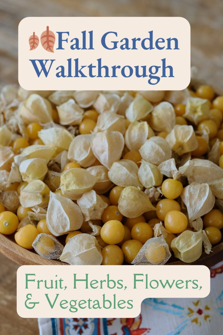 a labeled photo of freshly-harvested ground cherries in a wooden bowl with a kitchen towel in the foreground