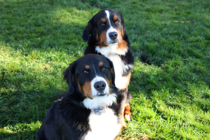 two bernese mountain dogs sitting on the grass