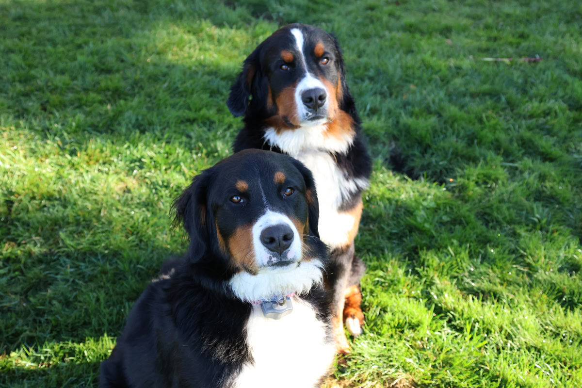 two bernese mountain dogs sitting on the grass