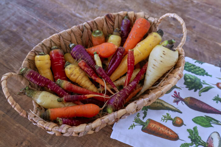 freshly harvested multicolored heirloom carrots in a basket with a kitchen towel alongside